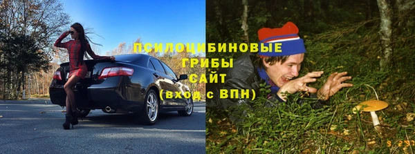 хмурый Аркадак